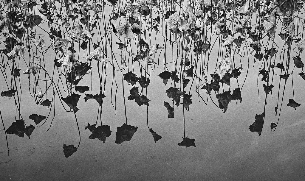 Article : Soirée dystopique